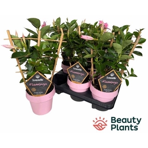 MANDE SUN FLAMING PI