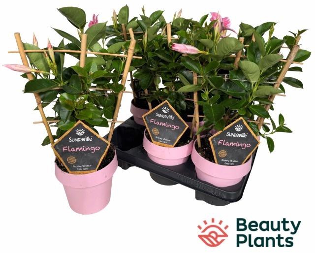 <h4>MANDE SUN FLAMING PI</h4>