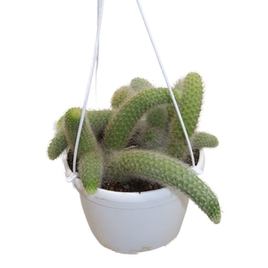 Hildewinteria Colademoninis