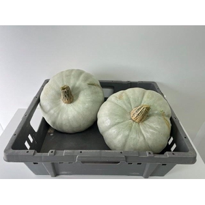 CUCURBITA GRAU-GRÜN