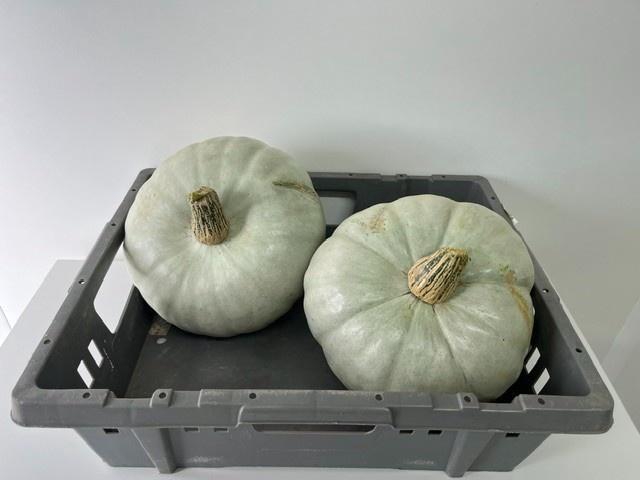 <h4>CUCURBITA GRAU-GRÜN</h4>