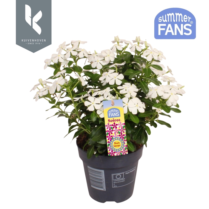 <h4>Catharanthus Soiree® Frosty White</h4>