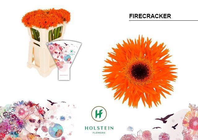 <h4>GE MI FIRECRACKER</h4>