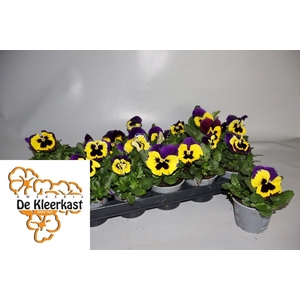 VIO WI EVO YELL DUET