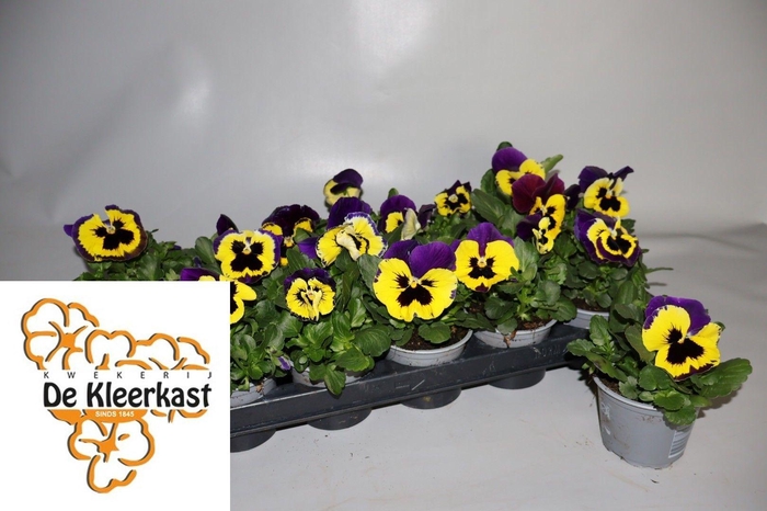 <h4>VIO WI EVO YELL DUET</h4>