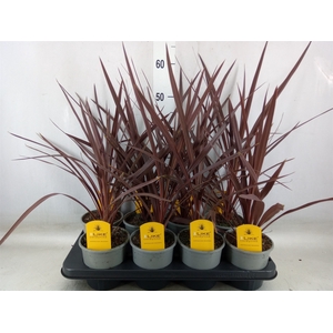 Cordyline austr. 'Red Star'
