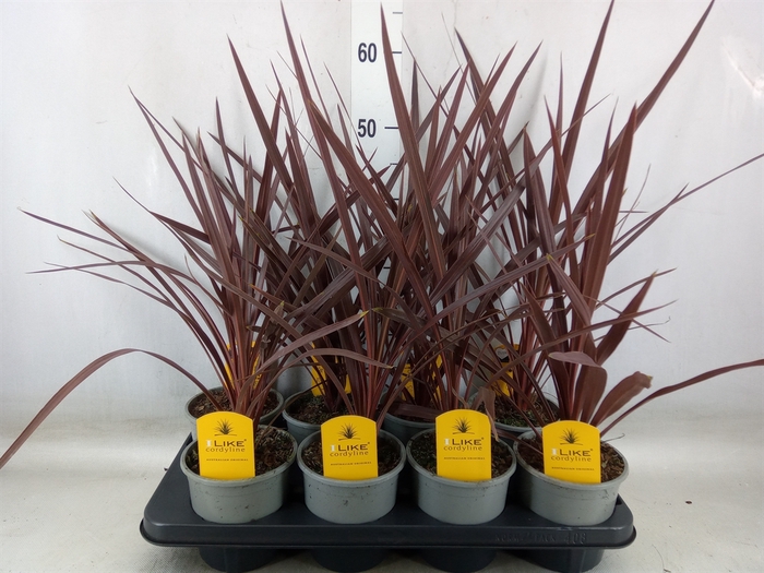 <h4>Cordyline austr. 'Red Star'</h4>