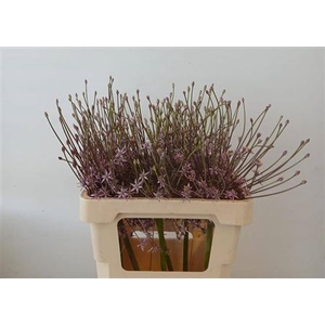 Allium Schubertii