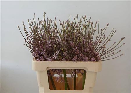 <h4>Allium Schubertii</h4>
