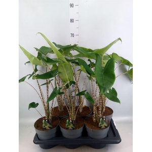 Alocasia zebrina