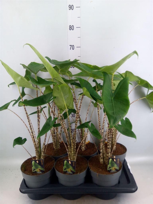 <h4>Alocasia zebrina</h4>
