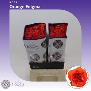 Rosa gr Orange Enigma