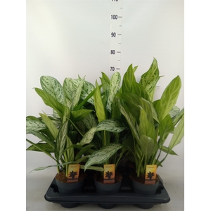 Aglaonema comm. 'Silver Queen'