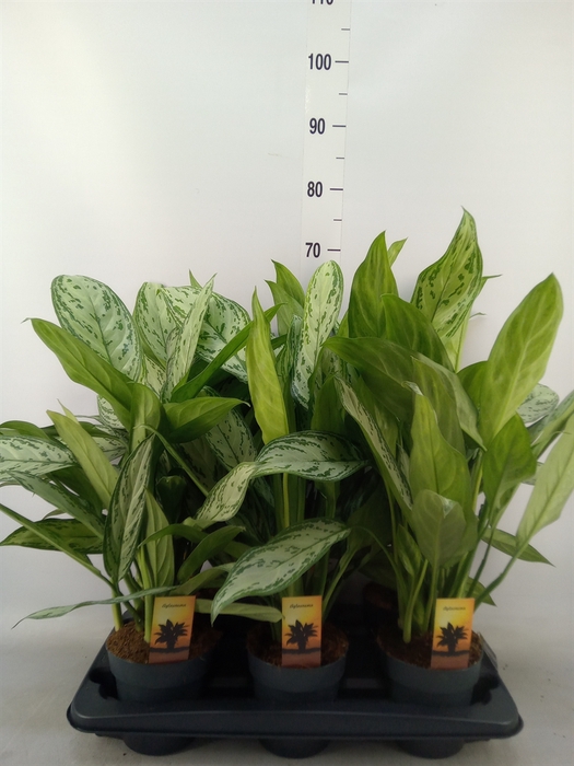 <h4>Aglaonema comm. 'Silver Queen'</h4>