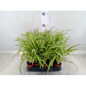 Chlorophytum cos. 'Atlantic'