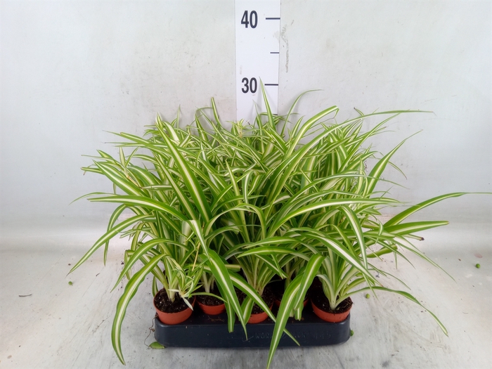 <h4>Chlorophytum cos. 'Atlantic'</h4>
