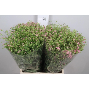 Saponaria Roze Per Bos