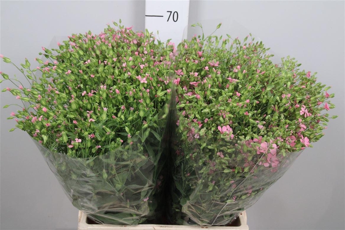<h4>Saponaria Roze Per Bos</h4>