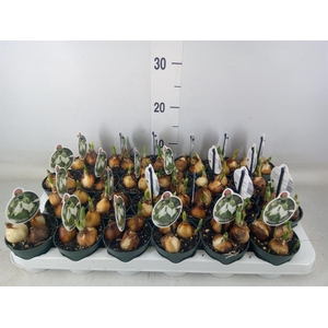 Galanthus nivalis   ...in pot