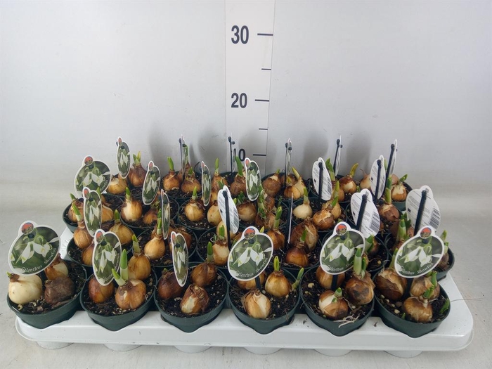 <h4>Galanthus nivalis   ...in pot</h4>