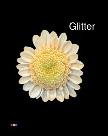 Chr T Stallion Dusty Pastel Orange + Glit Bio