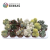 Sierra's® - Granada Cactus Mix (Prime)