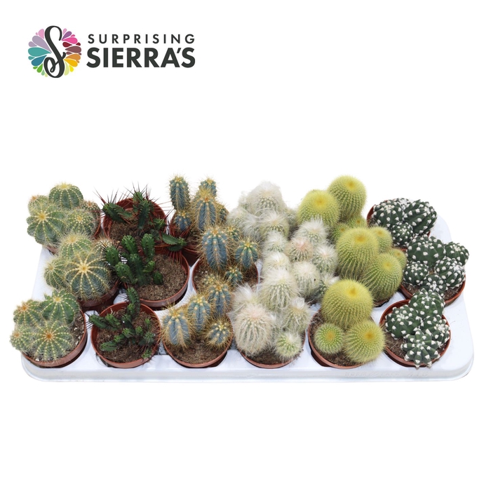 <h4>Sierra's® - Granada Cactus Mix (Prime)</h4>