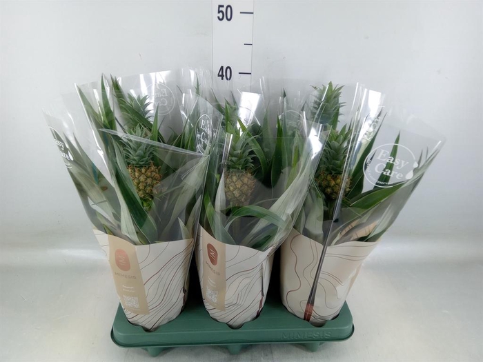 <h4>Ananas 'Rosita'</h4>