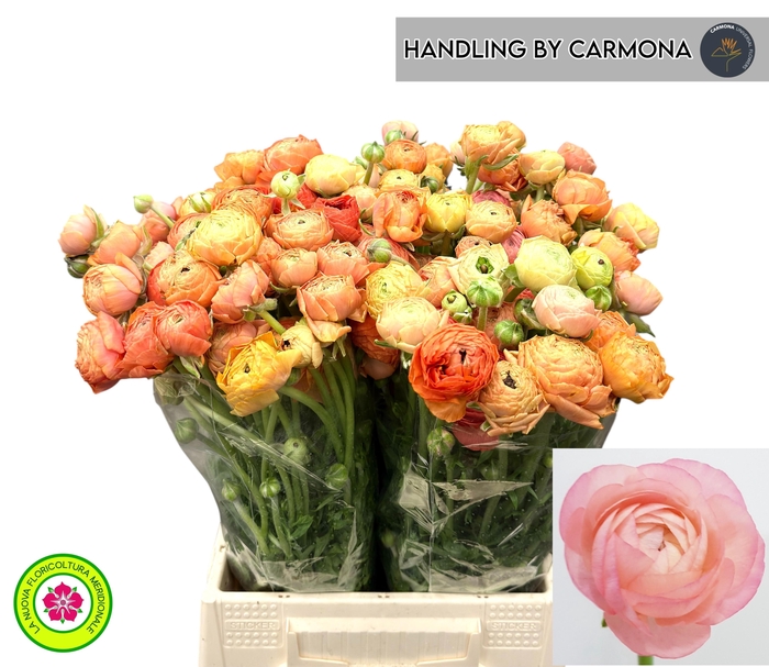 <h4>RAN EL SALMON</h4>