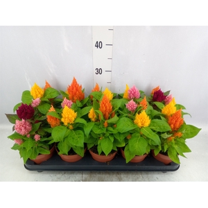 Celosia arg. PL   ...