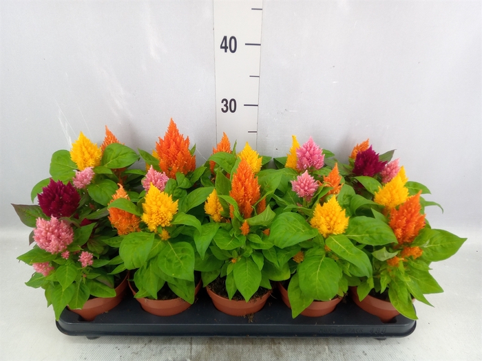 Celosia arg. PL   ...