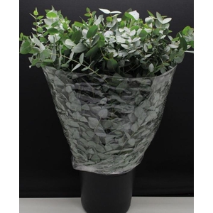 EUC. CINEREA AIR 300GR