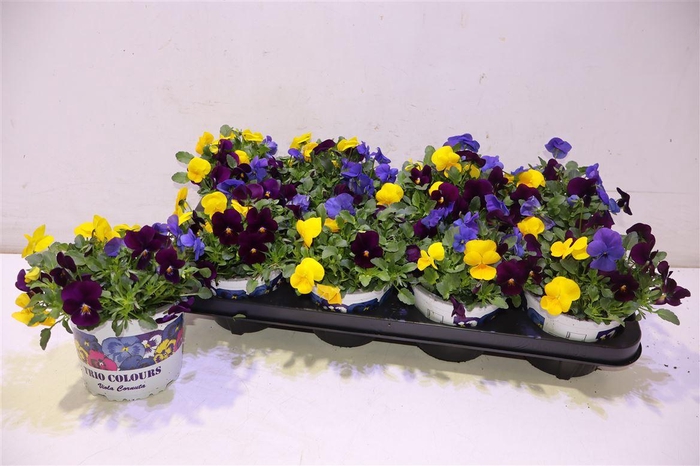 <h4>arr8 Vio Tricolor</h4>