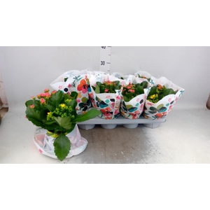 Kalanchoe blos.   ..mix in pot