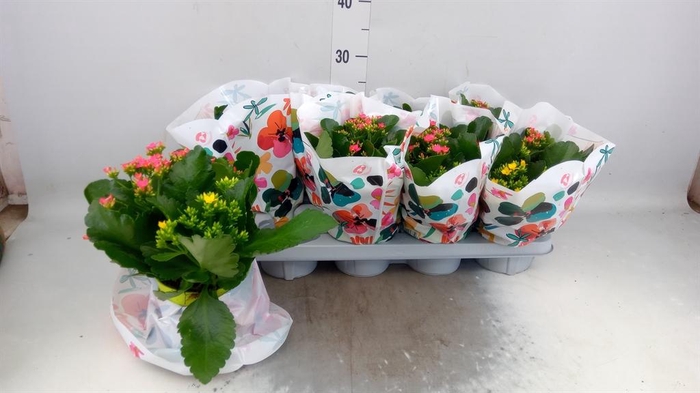 <h4>Kalanchoe blos.   ..mix in pot</h4>