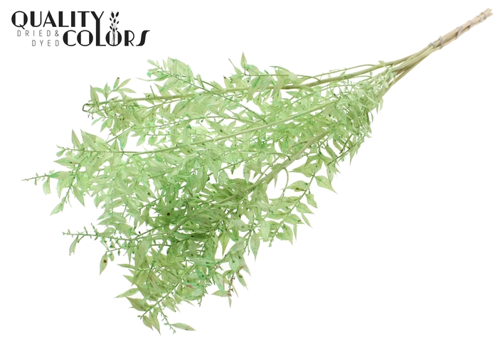 Ruscus 70cm 5 pc/bunch Bleached Mint (2x5 bunch/poly)