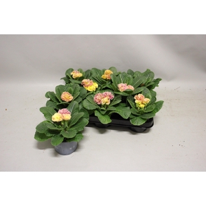 Primula acaulis Double Champagne