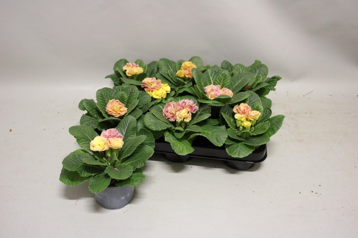 <h4>Primula acaulis Double Champagne</h4>