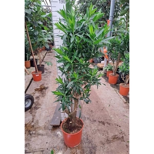 Dracaena Reflexa Pleomele 170