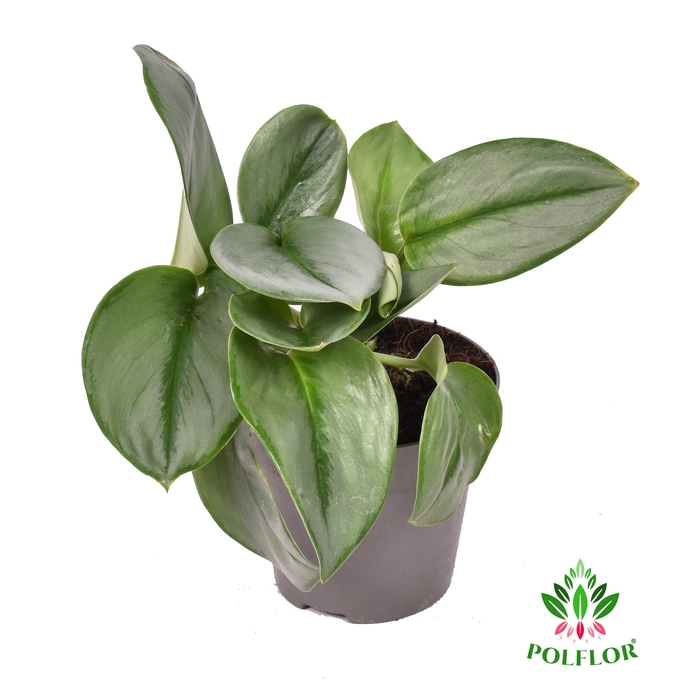 Scindapsus Moonlight 12Ø 30cm