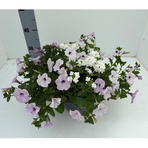 PERKPL GEM IN POT