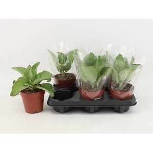KALANCHOE DAIGREMONT