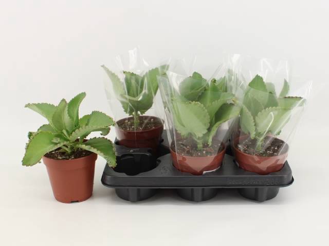 <h4>KALANCHOE DAIGREMONT</h4>