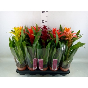 Guzmania   ...mix