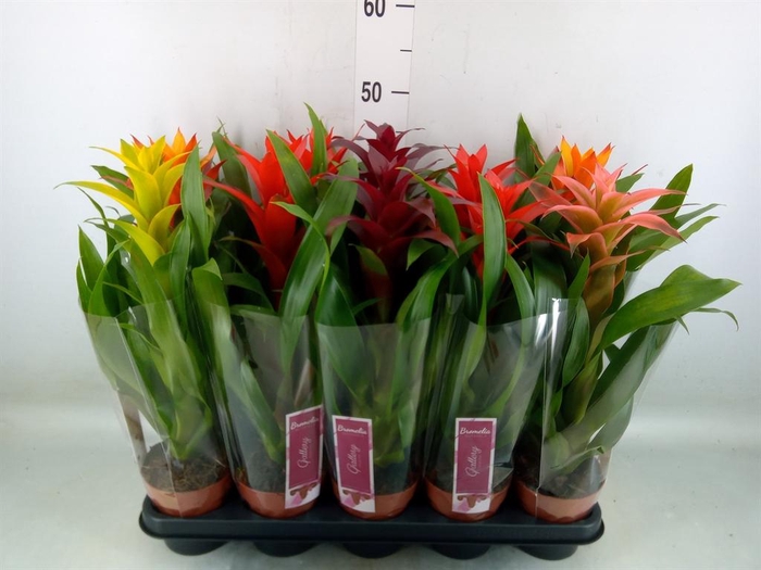 <h4>Guzmania   ...mix</h4>