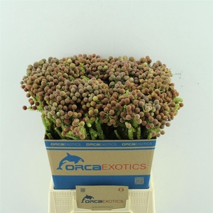 Kaaps Berzelia Palacea