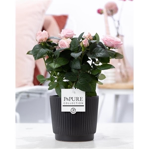 Rosa light pink in P&PURE Liv ceramics matt black