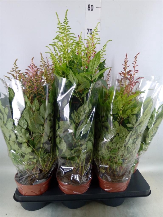 <h4>Astilbe   ...mix</h4>