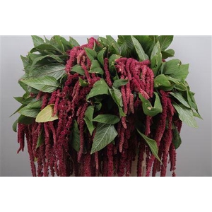 Amar Ca Red Cord