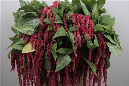 <h4>Amar Ca Red Cord</h4>